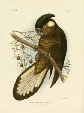 Baudin'S Black Cockatoo 1891