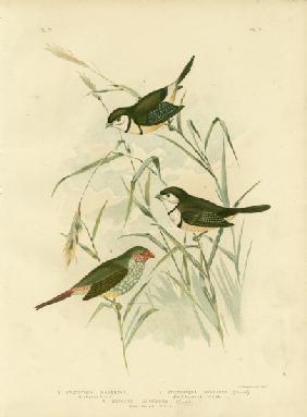 Bicheno'S Finch 1891