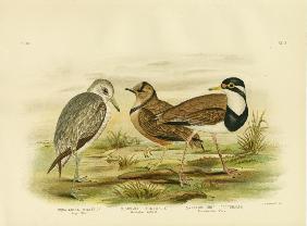 Black-Breasted Plover 1891