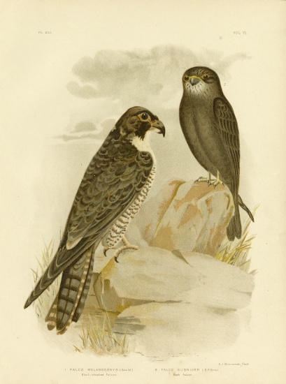 Black-Cheeked Falcon von Gracius Broinowski