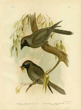 Black-Faced Shrike 1891