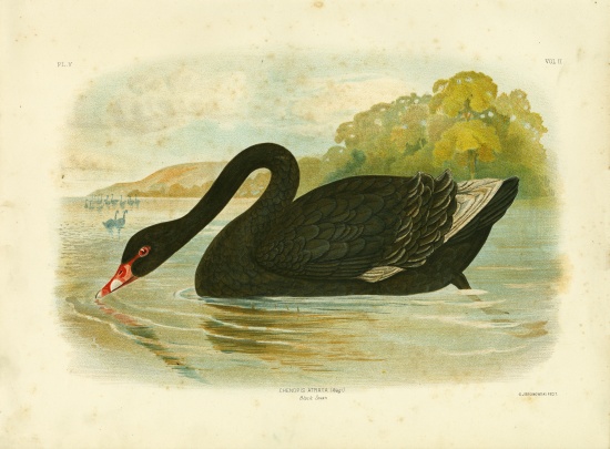 Black Swan von Gracius Broinowski
