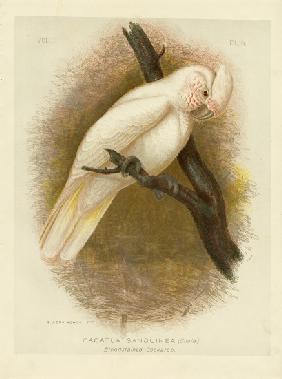 Blood-Stained Cockatoo 1891