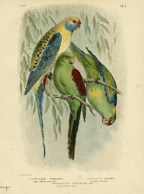 Blue-Cheeked Parakeet 1891
