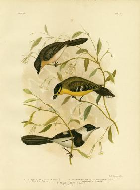Broad-Billed Flycatcher 1891
