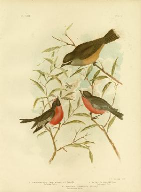 Buff-Sided Robin 1891