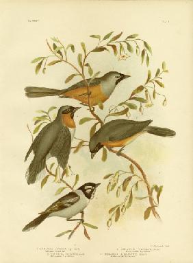 Carinated Flycatcher Or Black-Faced Monarch 1891