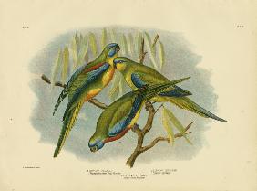 Chestnut-Shouldered Grass Parrakeet 1891