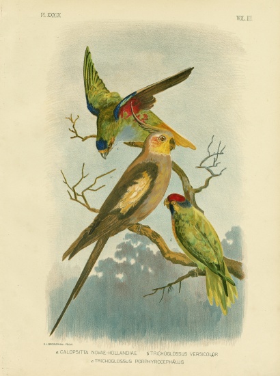 Cockatoo Parakeet Or Cockatiel von Gracius Broinowski