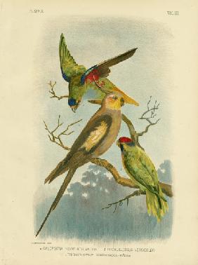 Cockatoo Parakeet Or Cockatiel 1891