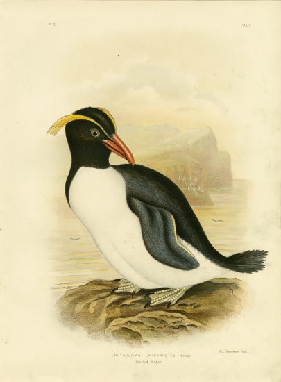 Crested Penguin von Gracius Broinowski