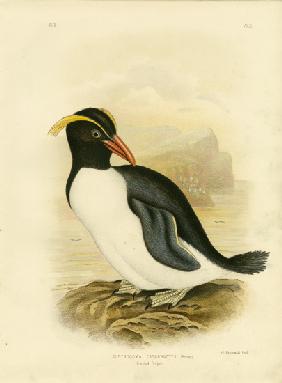 Crested Penguin 1891