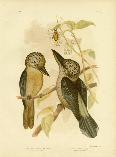 Fawn-Breasted Kingfisher von Gracius Broinowski