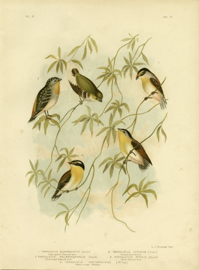 Forty-Spotted Diamondbird Or Forty-Spotted Pardalote von Gracius Broinowski