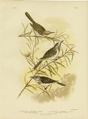 Fulvous-Fronted Honeyeater 1891
