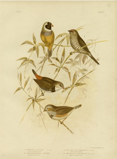 Golden Grass Finch von Gracius Broinowski
