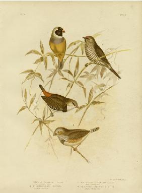 Golden Grass Finch 1891