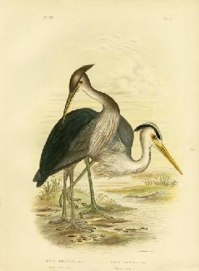 Great-Billed Heron Or Dusky-Grey Heron 1891