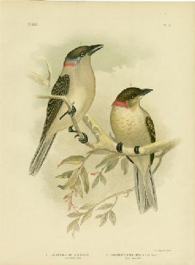 Great Bowerbird 1891