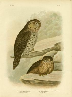 Great Owl Of The Brushes Or Powerful Owl 1891