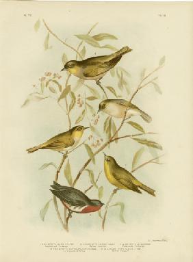 Grey-Backed Zosterops 1891