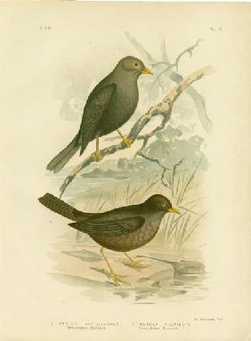 Grey-Headed Blackbird 1891