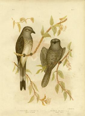 Ground Graucalus Or Ground Cuckoo Shrike 1891