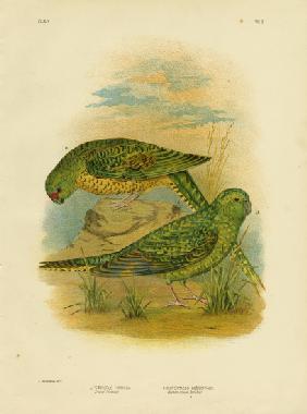 Ground Parakeet 1891