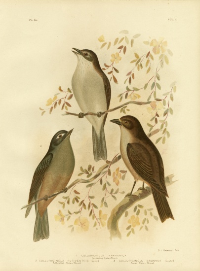 Harmonious Shrike-Thrush Or Grey Shrike-Thrush von Gracius Broinowski