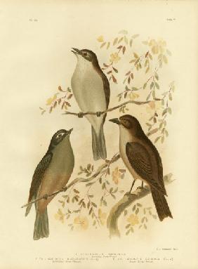 Harmonious Shrike-Thrush Or Grey Shrike-Thrush 1891