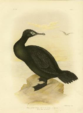 Little Black Cormorant 1891