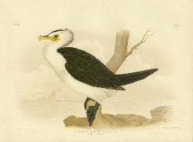 Little Cormorant 1891