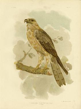 Little Eagle 1891
