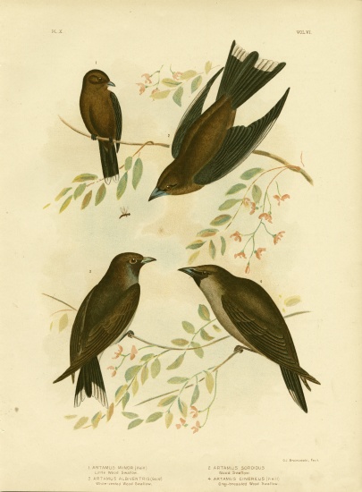 Little Wood Swallow von Gracius Broinowski