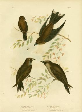Little Wood Swallow 1891
