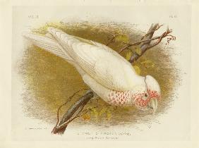 Long-Billed Cockatoo 1891