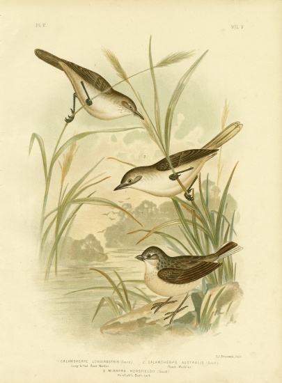 Long-Billed Reed-Warbler von Gracius Broinowski