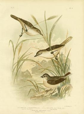 Long-Billed Reed-Warbler 1891