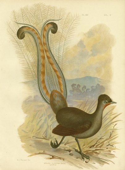 Lyrebird von Gracius Broinowski