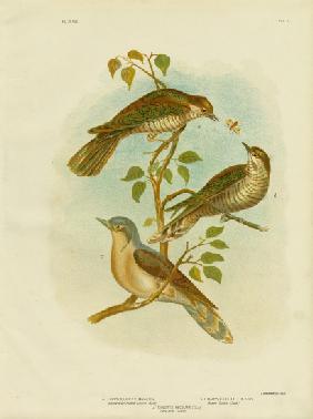 Narrow-Billed Bronze Cuckoo 1891