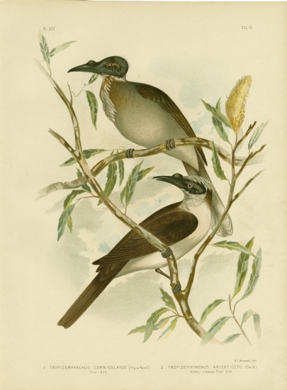 Noisy Friarbird von Gracius Broinowski