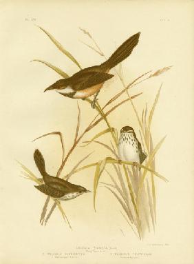 Noisy Scrub Bird 1891