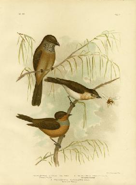 Olivaceous Thickhead Or Olive Whistler 1891