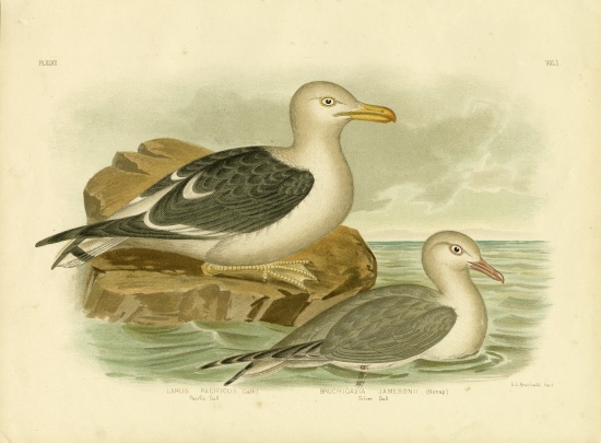 Pacific Gull von Gracius Broinowski