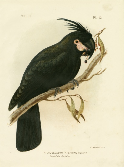 Palm Cockatoo von Gracius Broinowski