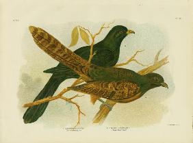 Pheasant Coucal 1891