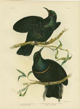 Queen Victoria'S Rifle-Bird 1891