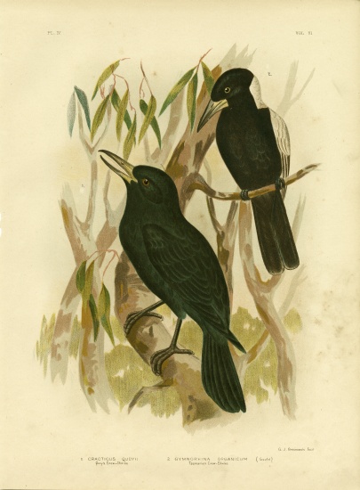 Quoy'S Crow-Shrike Or Black Butcherbird von Gracius Broinowski