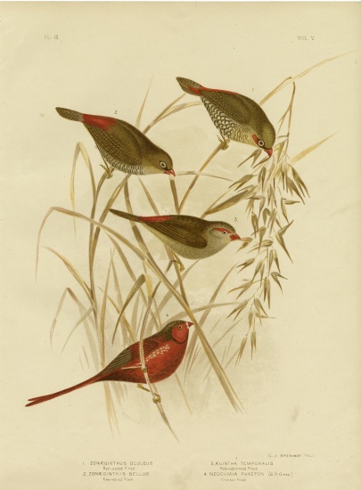 Red-Eared Finch von Gracius Broinowski