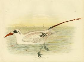 Red-Tailed Tropicbird 1891